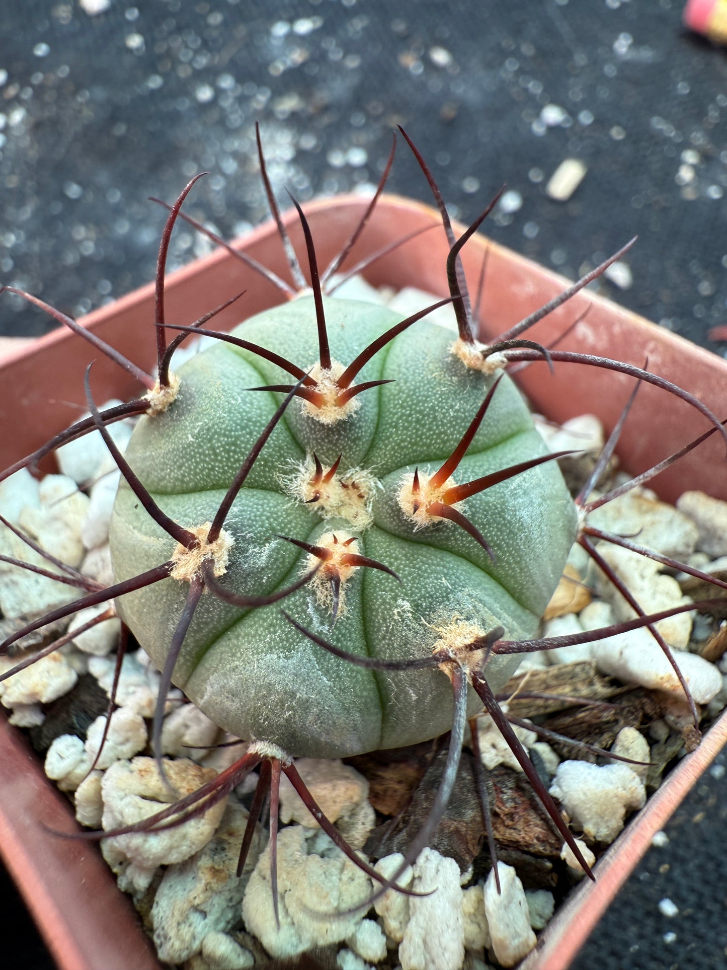 Gymnocalycium cabreraense rare cactus 182