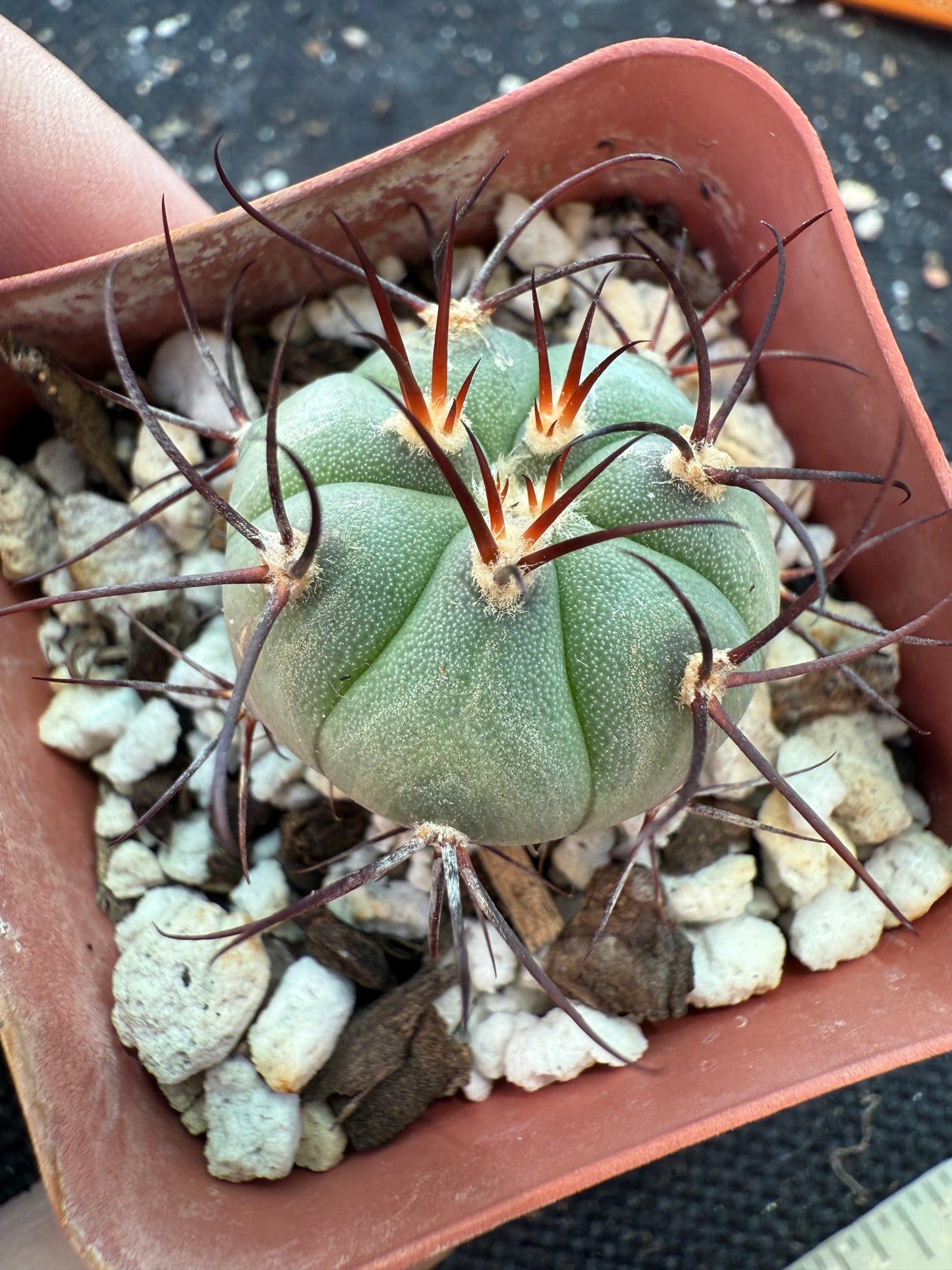 Gymnocalycium cabreraense rare cactus 182