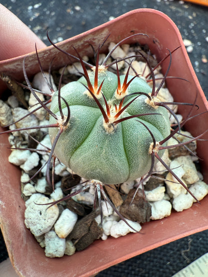 Gymnocalycium cabreraense rare cactus 182