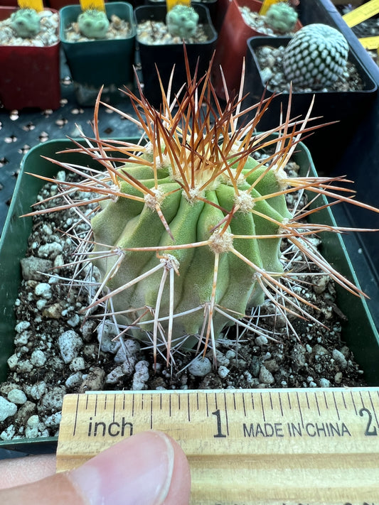 Copiapoa ahremephiana cactus in 3.25 inch pot has growth scars