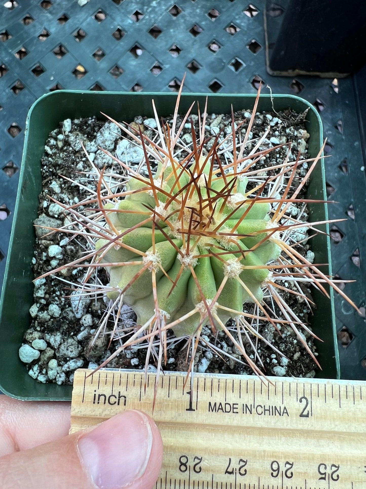 Copiapoa ahremephiana cactus in 3.25 inch pot has growth scars