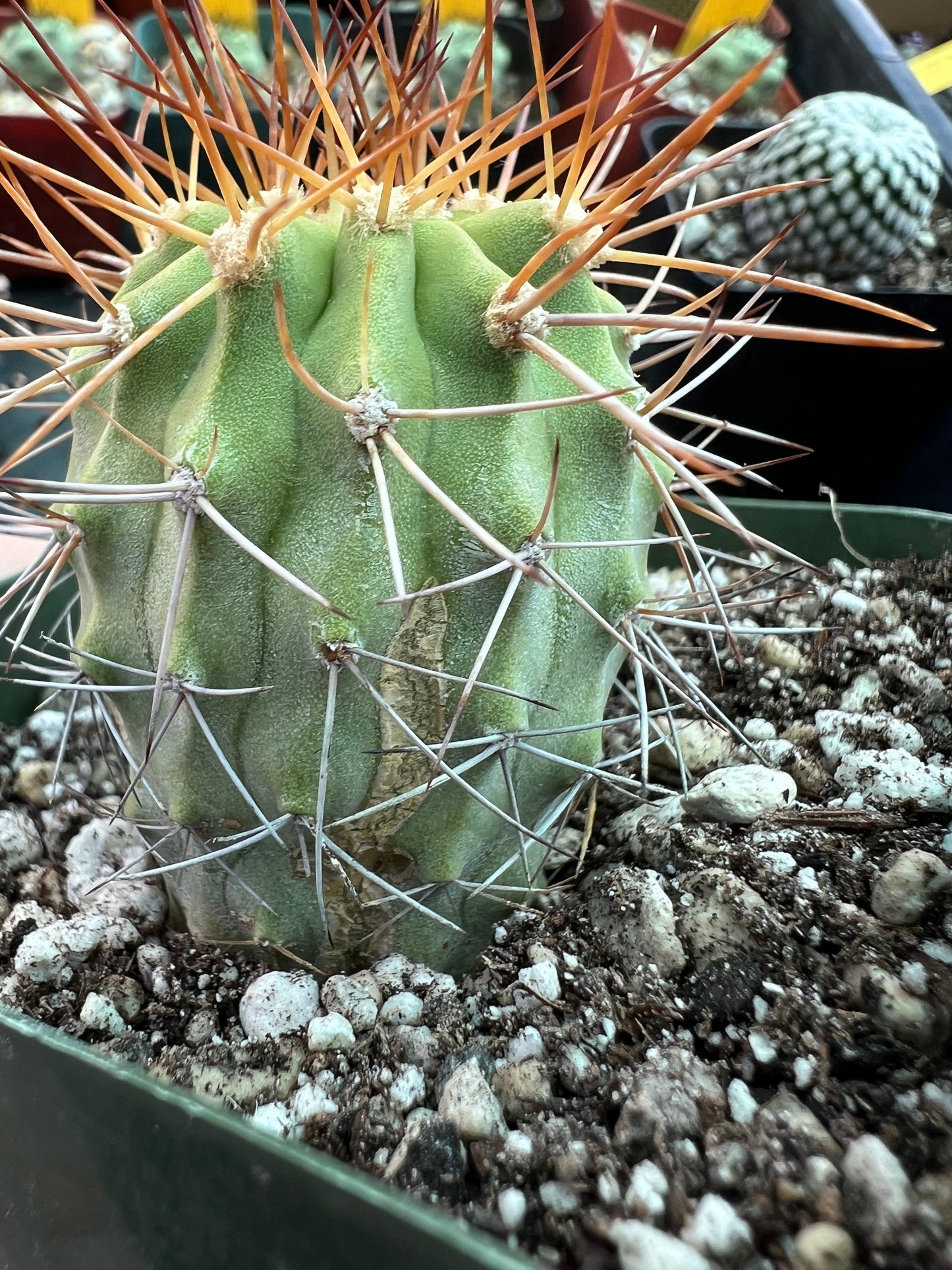 Copiapoa ahremephiana cactus in 3.25 inch pot has growth scars