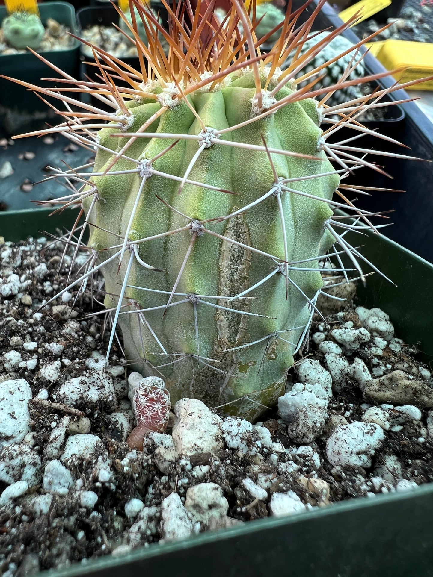 Copiapoa ahremephiana cactus in 3.25 inch pot has growth scars