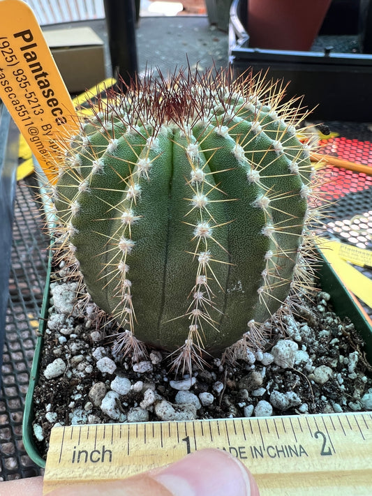 Uebelmannia pectinifera cactus rare
