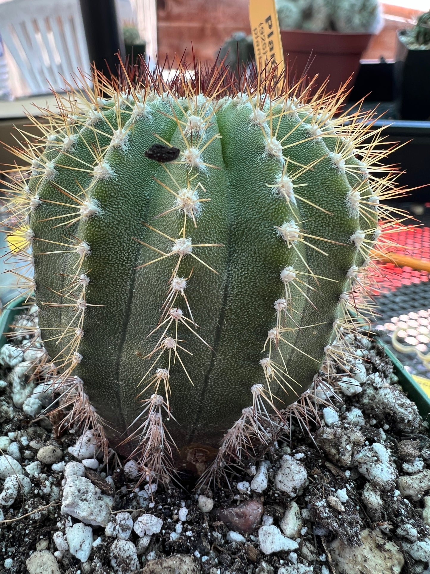 Uebelmannia pectinifera cactus rare