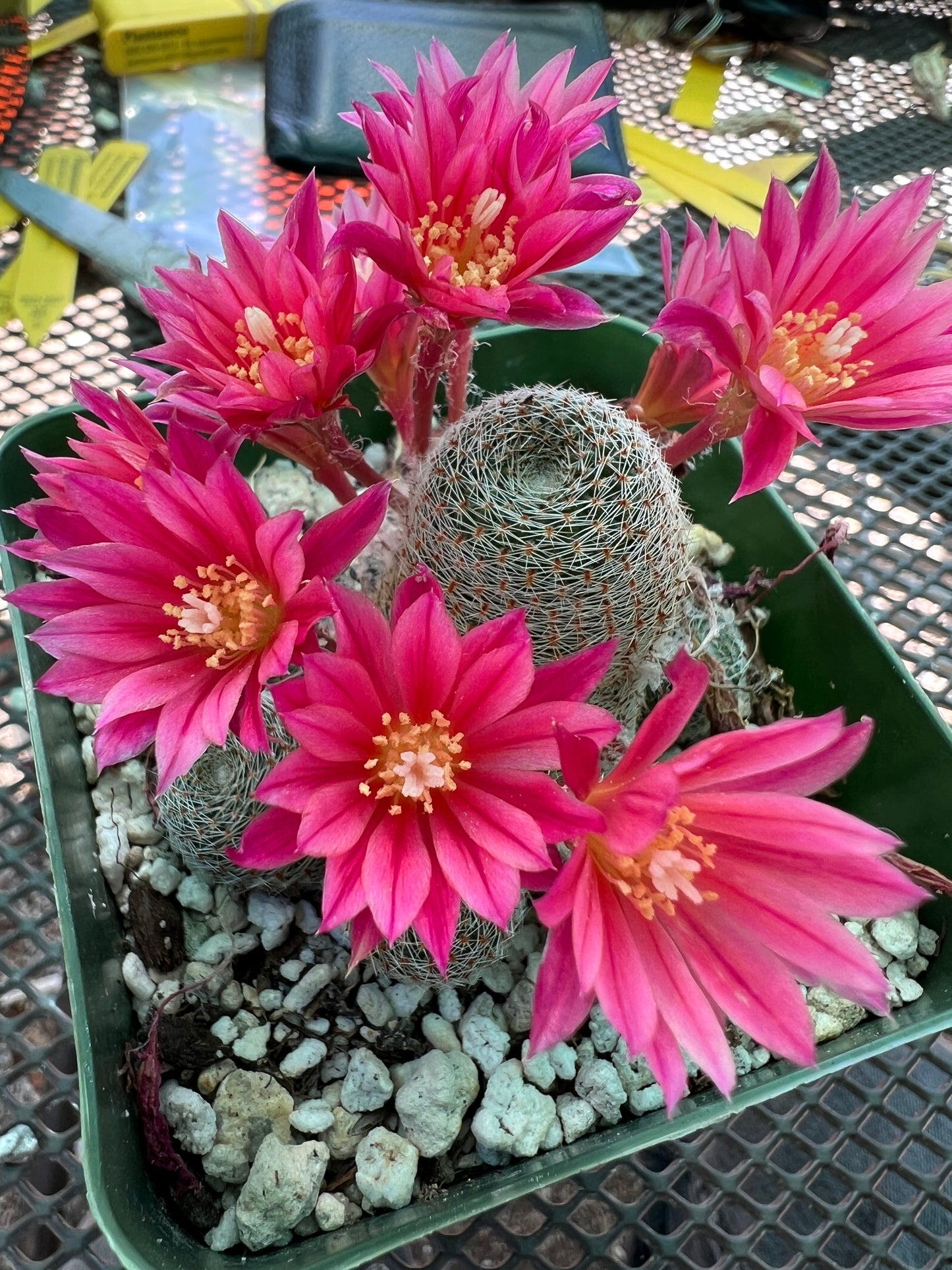 Rebutia dusky maiden rare cactus