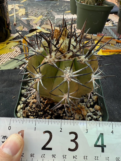 Copiapoa echinoides large specimen 1087 rare plant