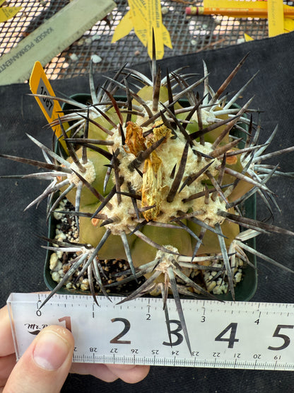 Copiapoa echinoides large specimen 1087 rare plant