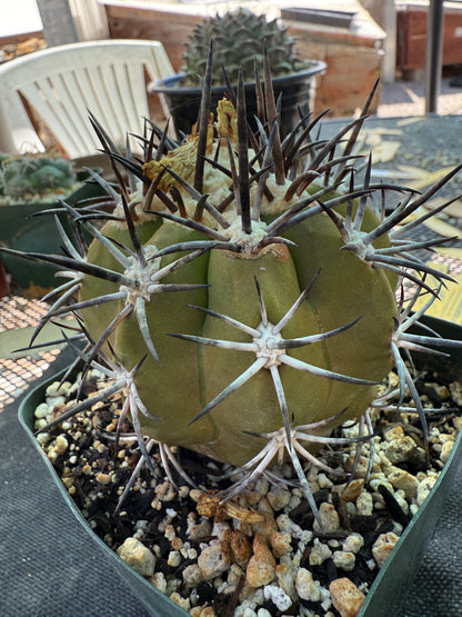 Copiapoa echinoides large specimen 1087 rare plant