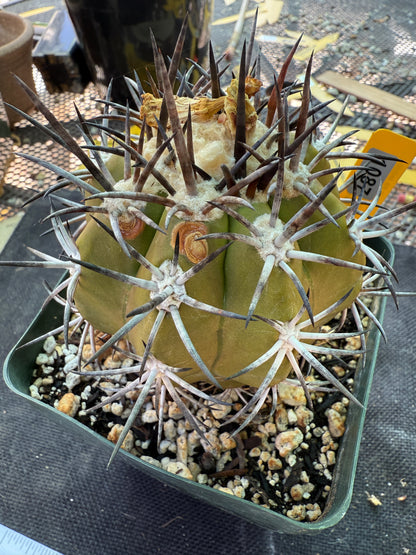 Copiapoa echinoides large specimen 1087 rare plant