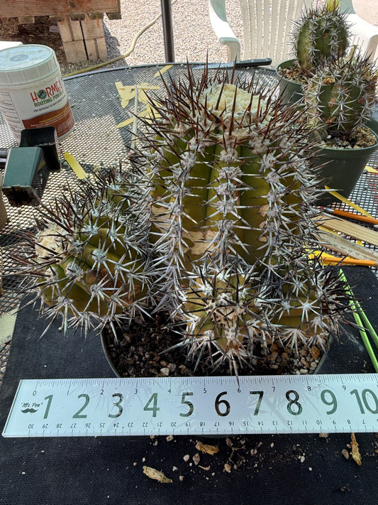 Copiapoa echinoides 30 years old specimen 10 inch wide many pups from collection