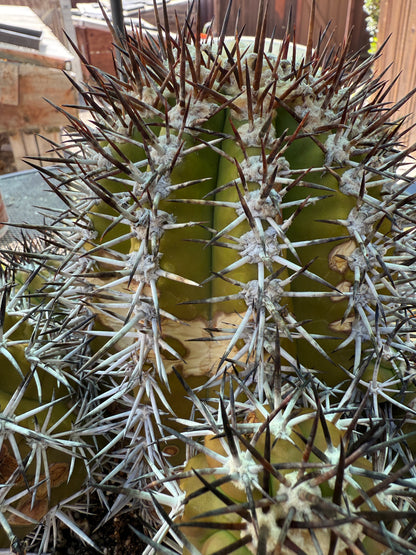Copiapoa echinoides 30 years old specimen 10 inch wide many pups from collection