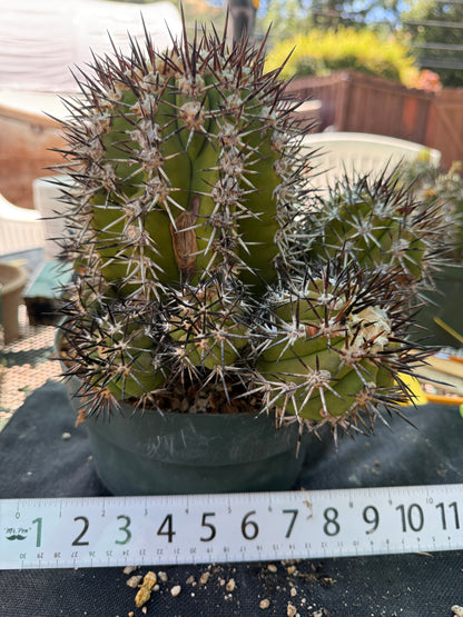 Copiapoa echinoides 30 years old specimen 10 inch wide many pups from collection