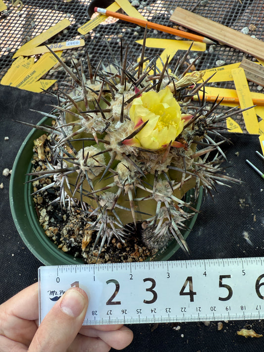 Copiapoa echinoides large specimen with 5+ pups coming 1915