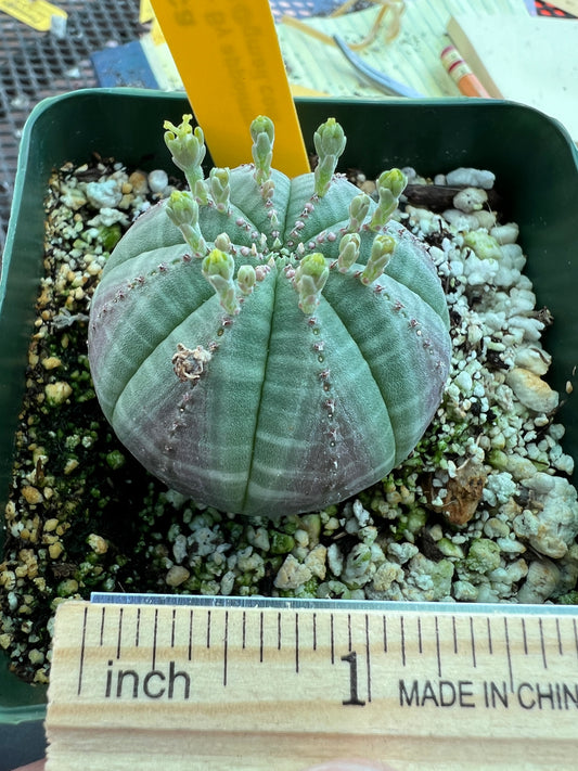 Euphorbia obesa succulent #2