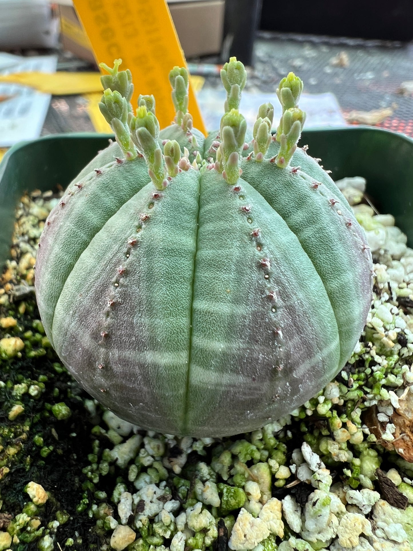 Euphorbia obesa succulent #2