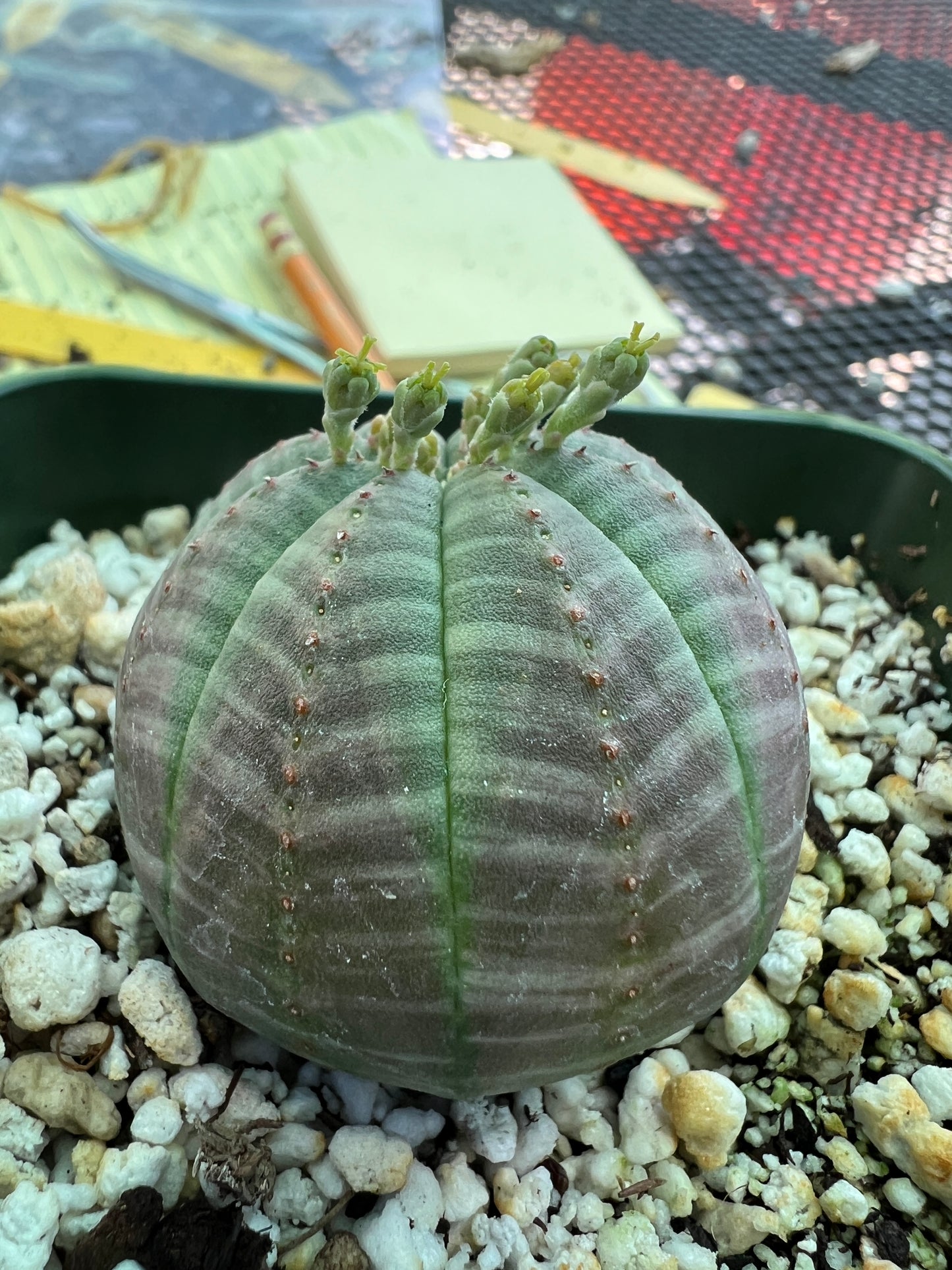 Euphorbia obesa succulent #1
