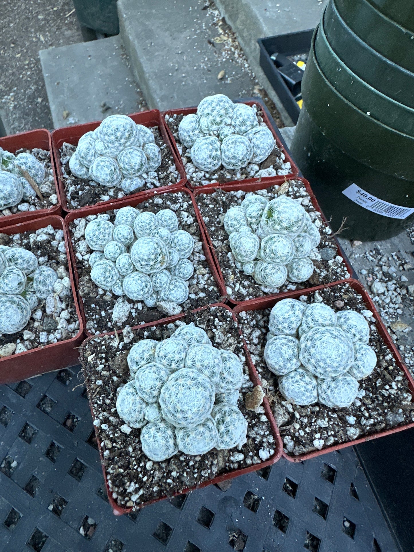 Mammillaria humboldtii cactus in 2.75 inch pot cheap deal