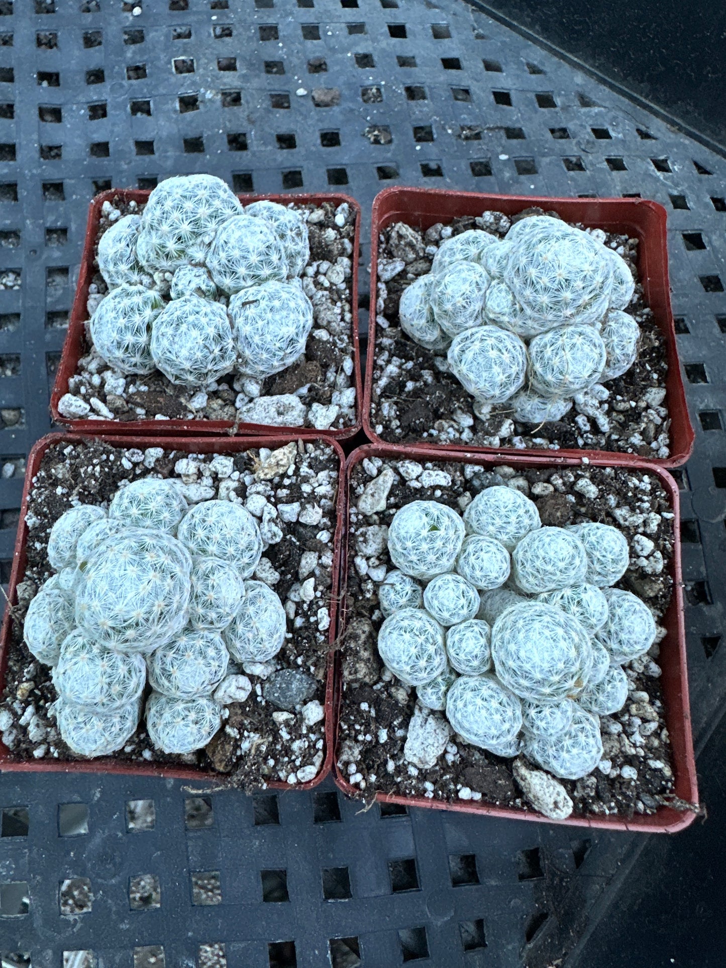 Mammillaria humboldtii cactus in 2.75 inch pot cheap deal