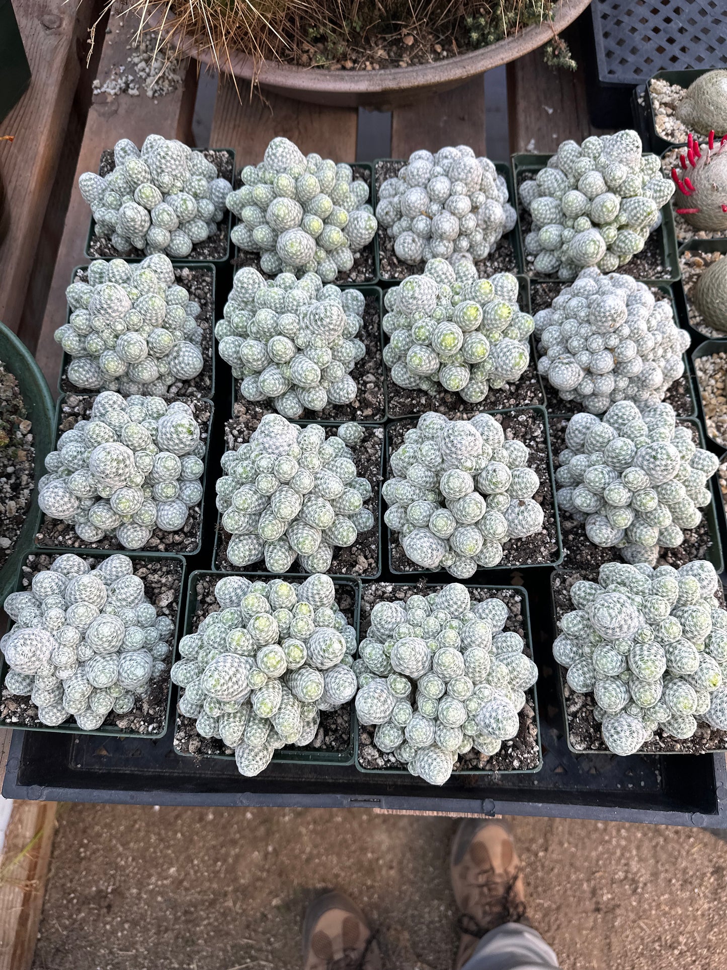 Mammillaria humboldtii overgrowing 4.25 inch large plant cheap