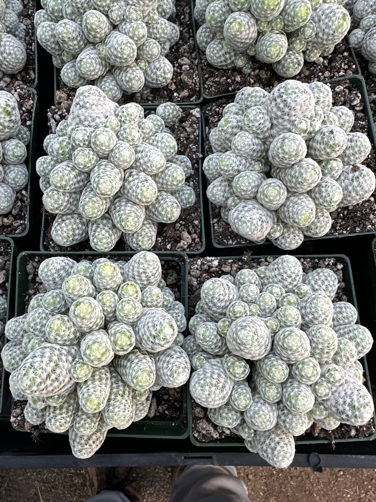 Mammillaria humboldtii overgrowing 4.25 inch large plant cheap