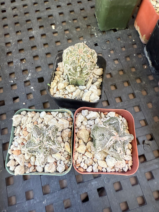 Plants for yesi