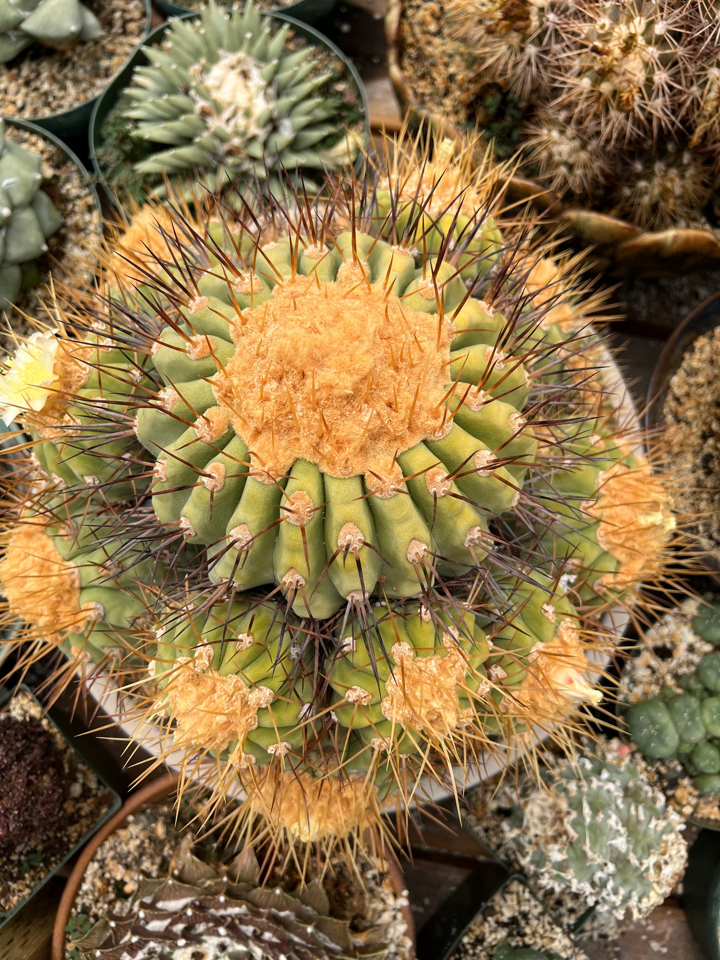 Copiapoa haseltoniana seed pack, pack of 88 fresh seeds 7/6