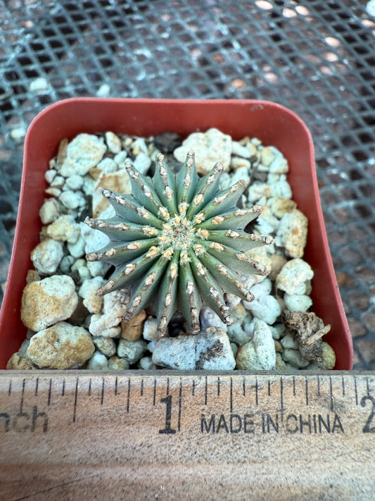 Geohintonia mexicana rare cactus 1326