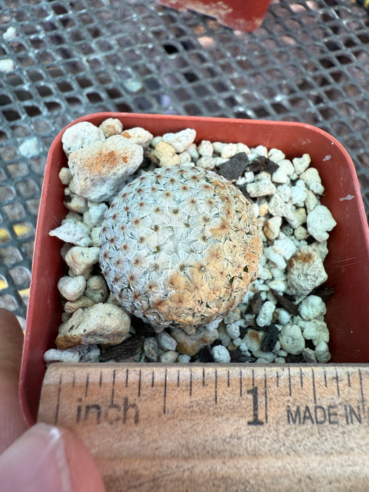 Mammillaria breviplumosa rare plant 1205