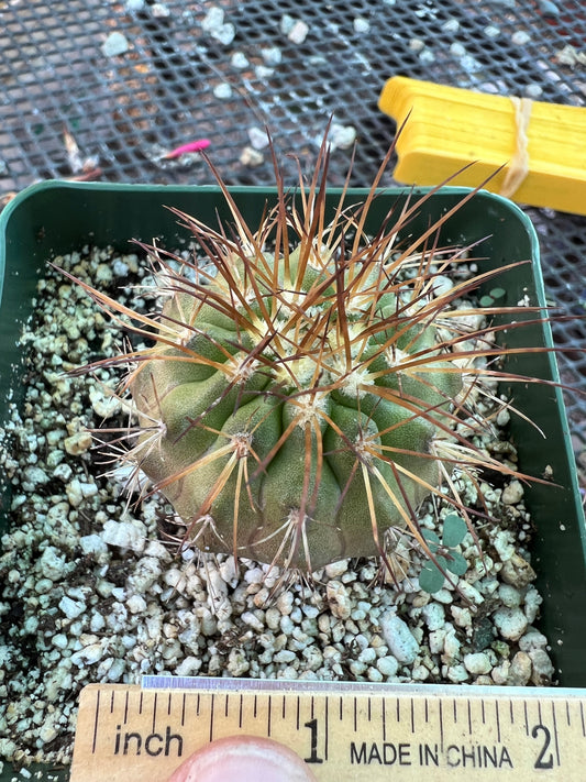 Copiapoa rupestris cactus