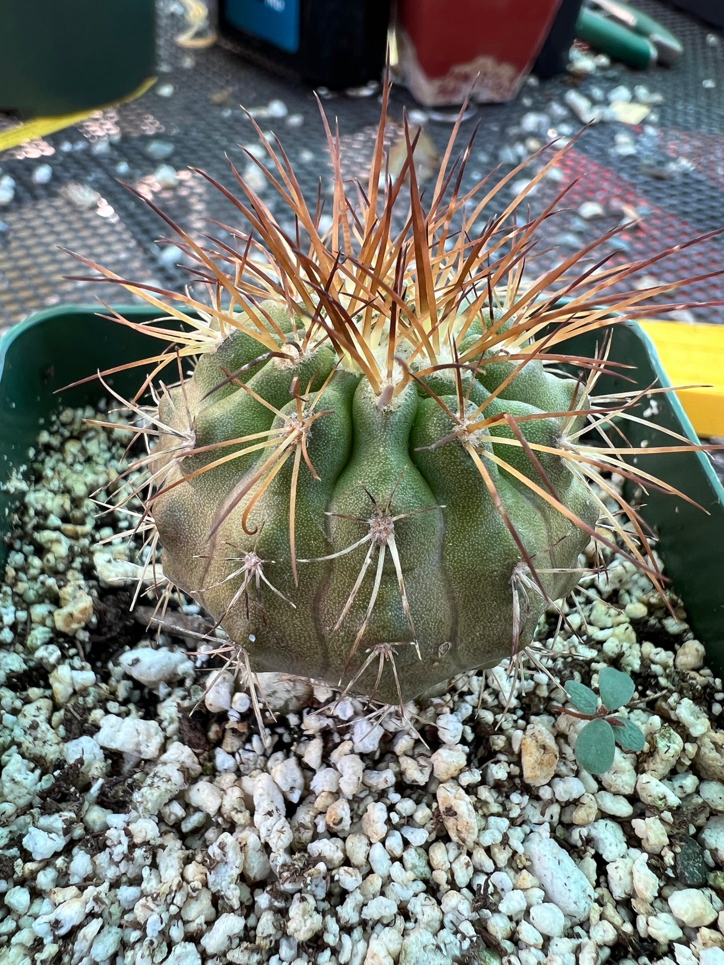 Copiapoa rupestris cactus