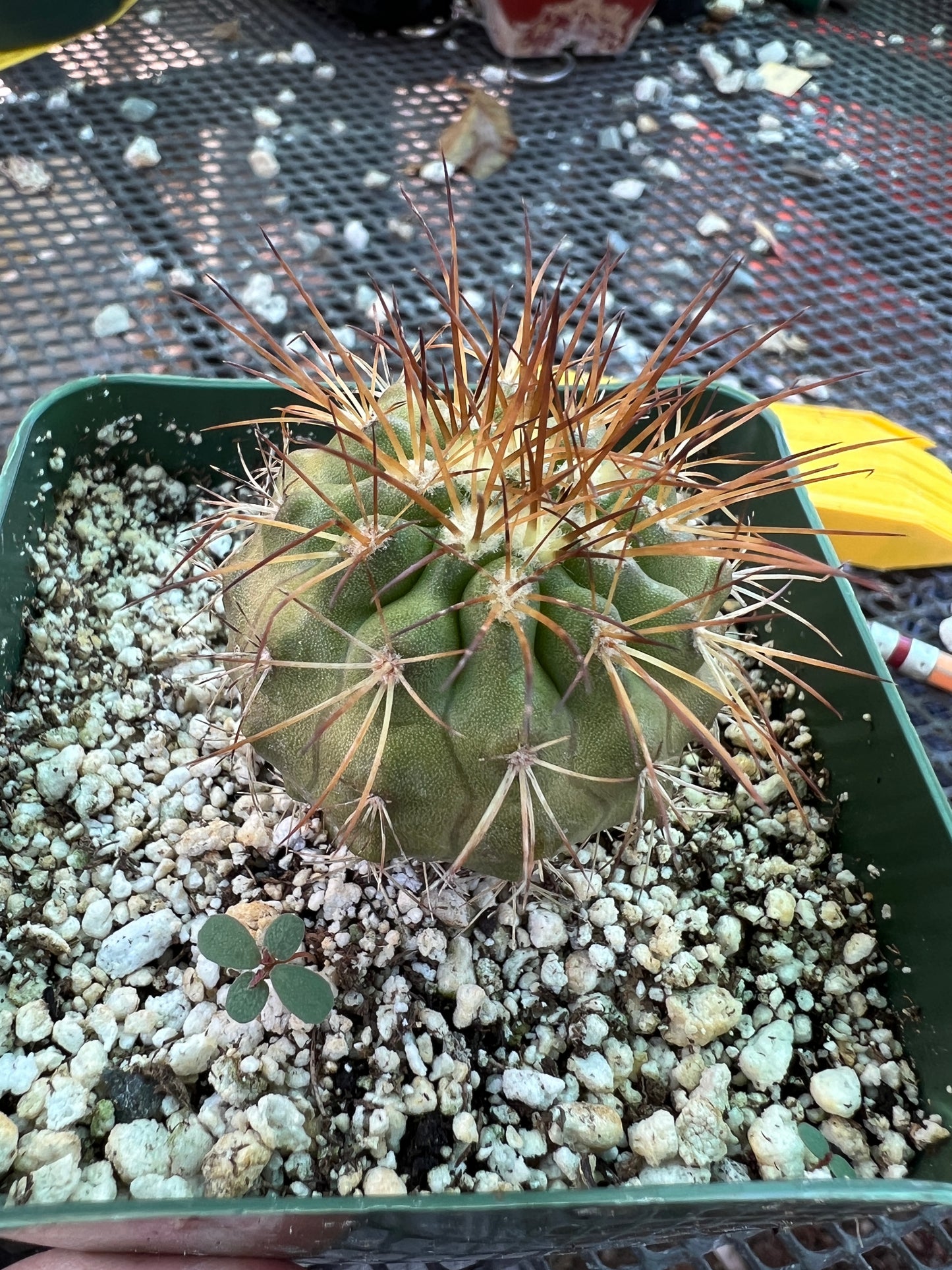 Copiapoa rupestris cactus