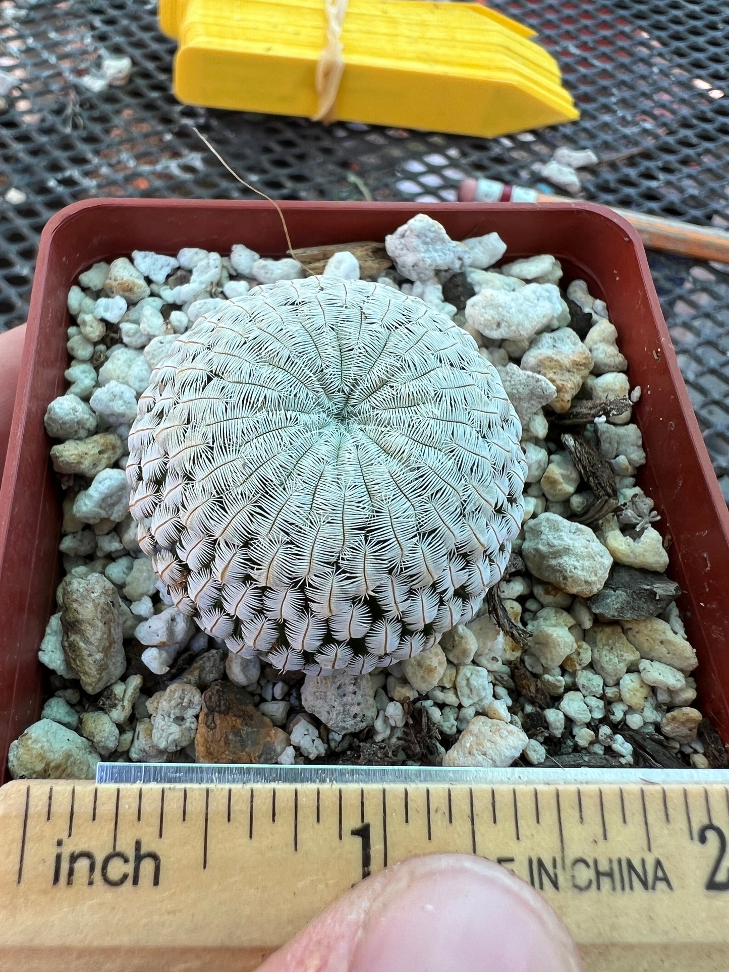 Mammillaria pectinifera cactus large miniature plant in 3.25 inch pot