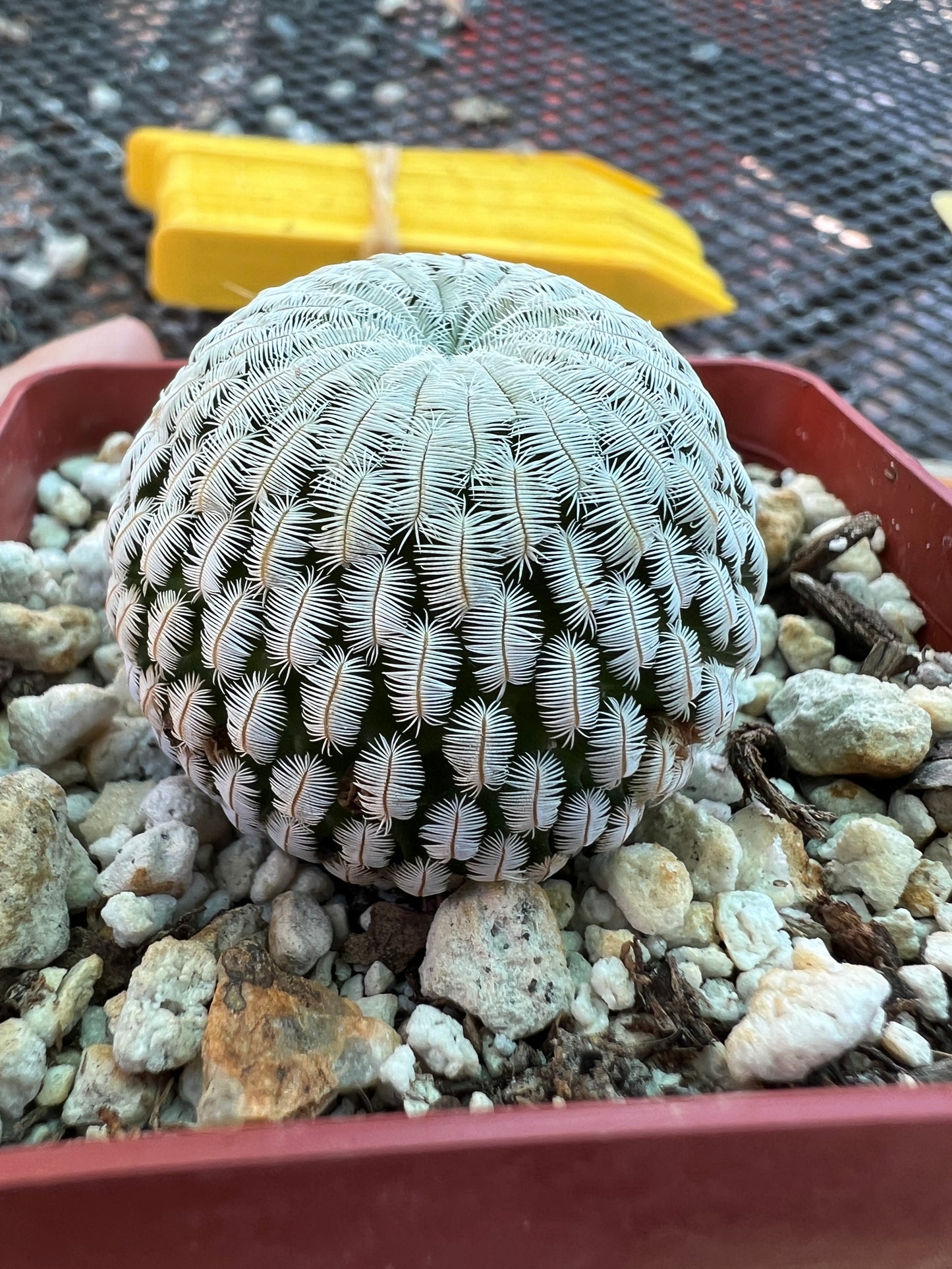 Mammillaria pectinifera cactus large miniature plant in 3.25 inch pot