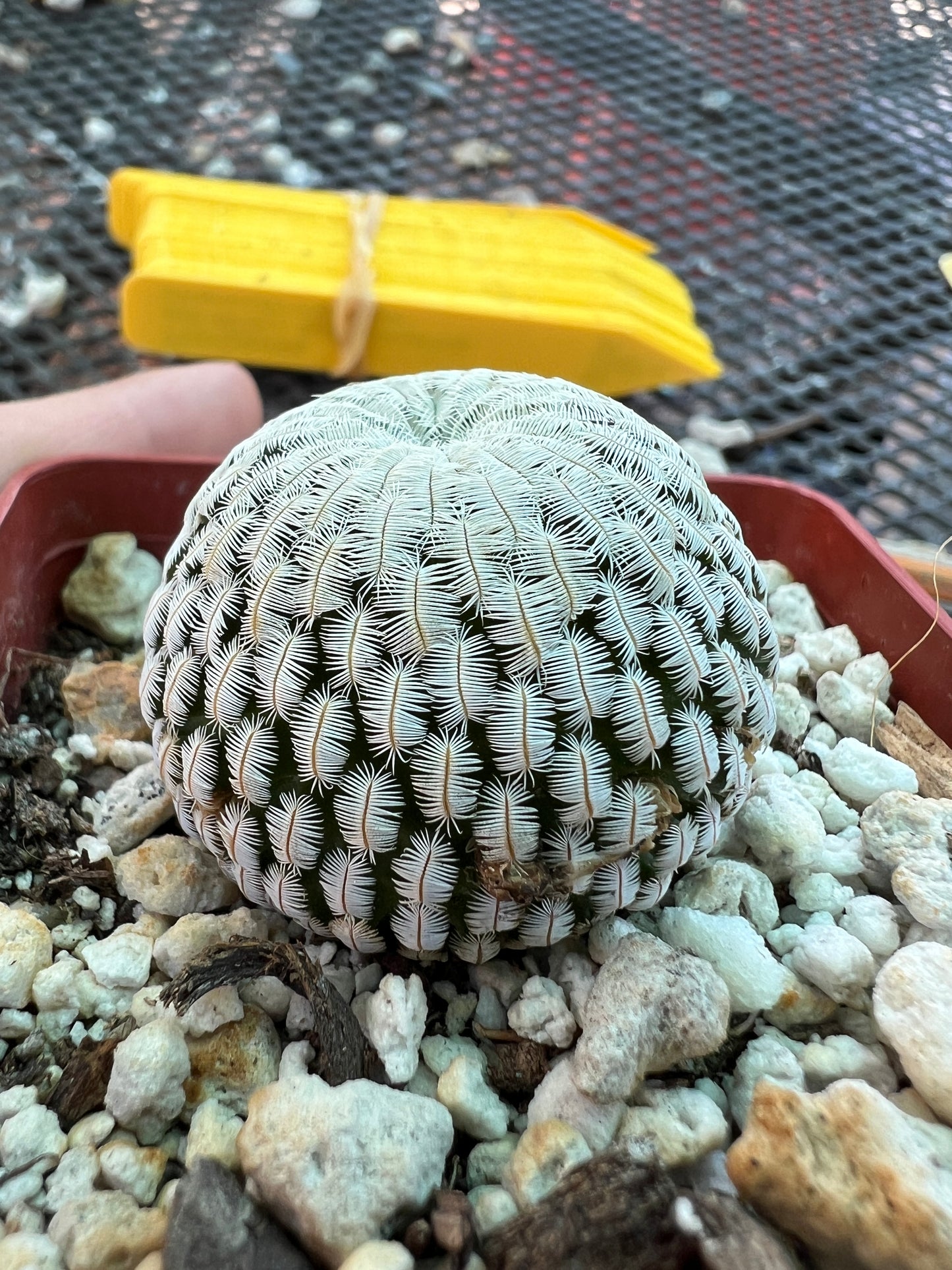 Mammillaria pectinifera cactus large miniature plant in 3.25 inch pot