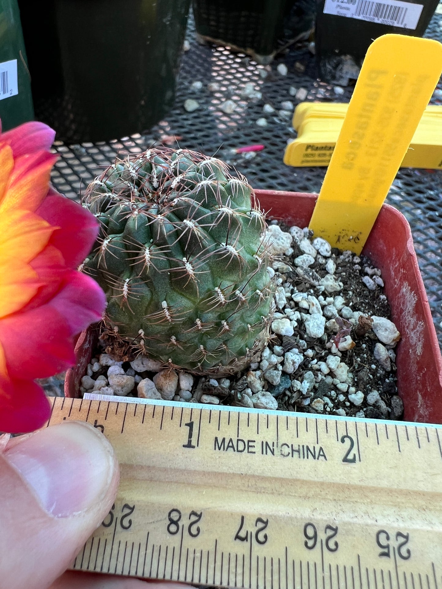 Sulcorebutia bicolor cactus #2