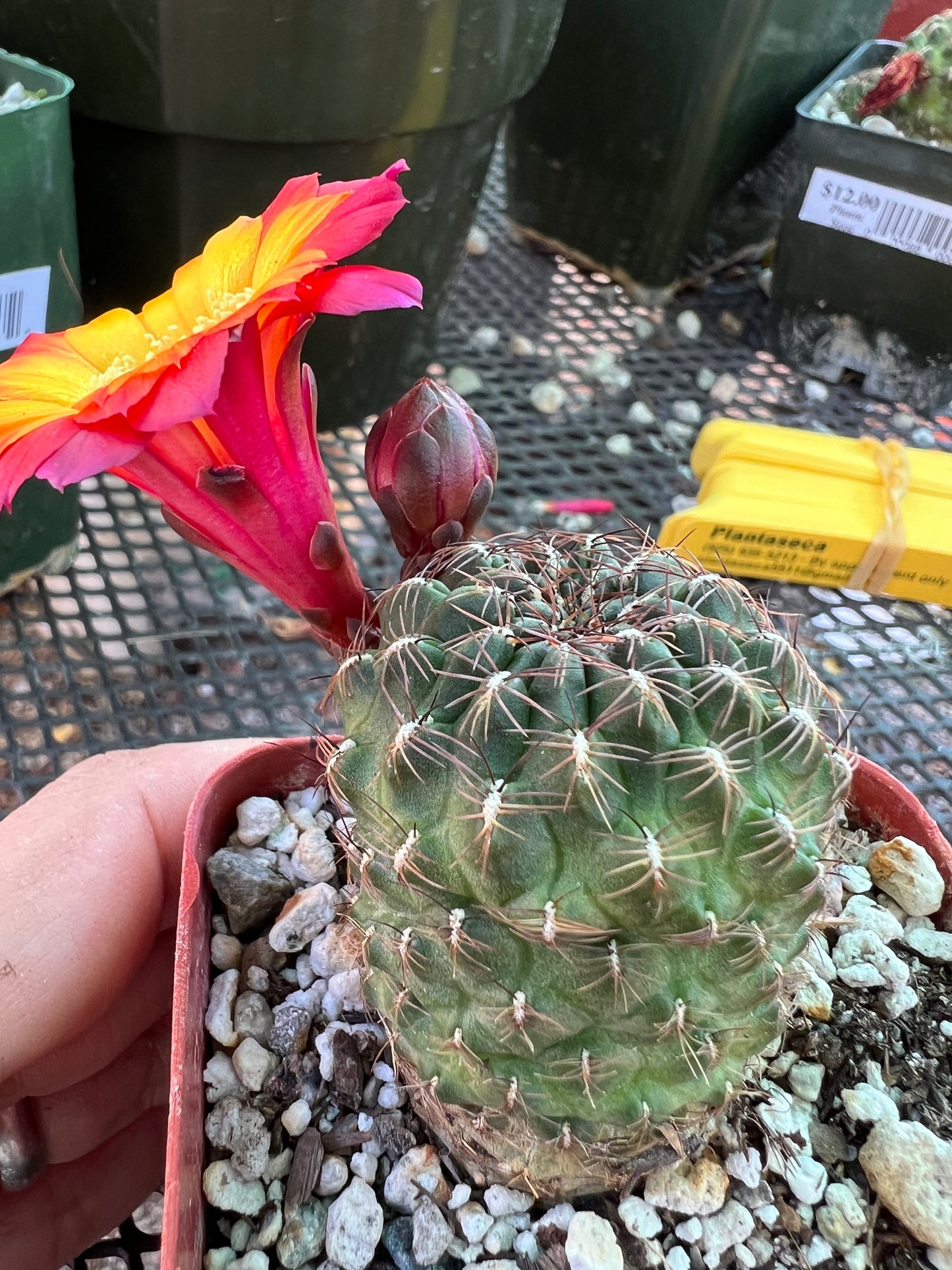 Sulcorebutia bicolor cactus #2