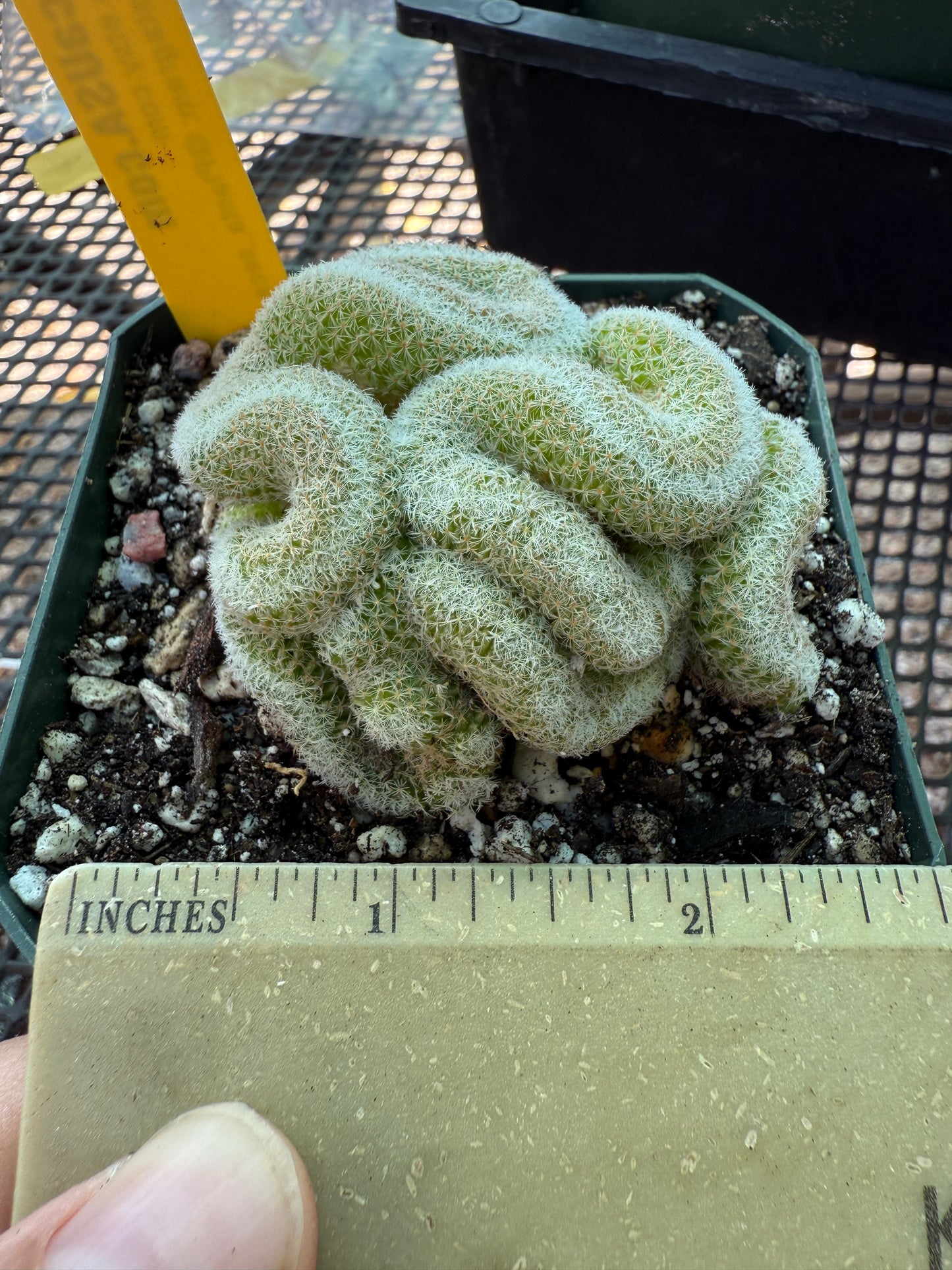 Mammillaria microthele crest nice brain cactus 210