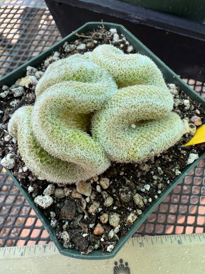 Mammillaria microthele crest nice brain cactus 210