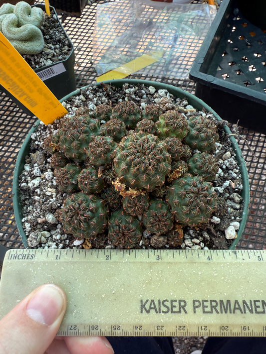 Sulcorebutia taratensis rare cactus 6 inch pot 144