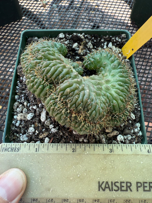 Gymnocalycium ochoterranae crest large in 4.25 inch pot 640