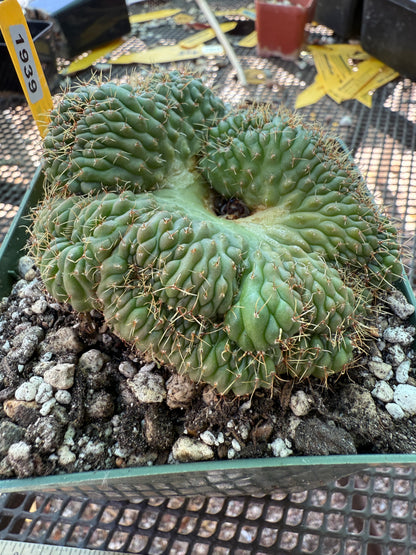 Gymnocalycium ochoterranae crest large in 4.25 inch pot 1939