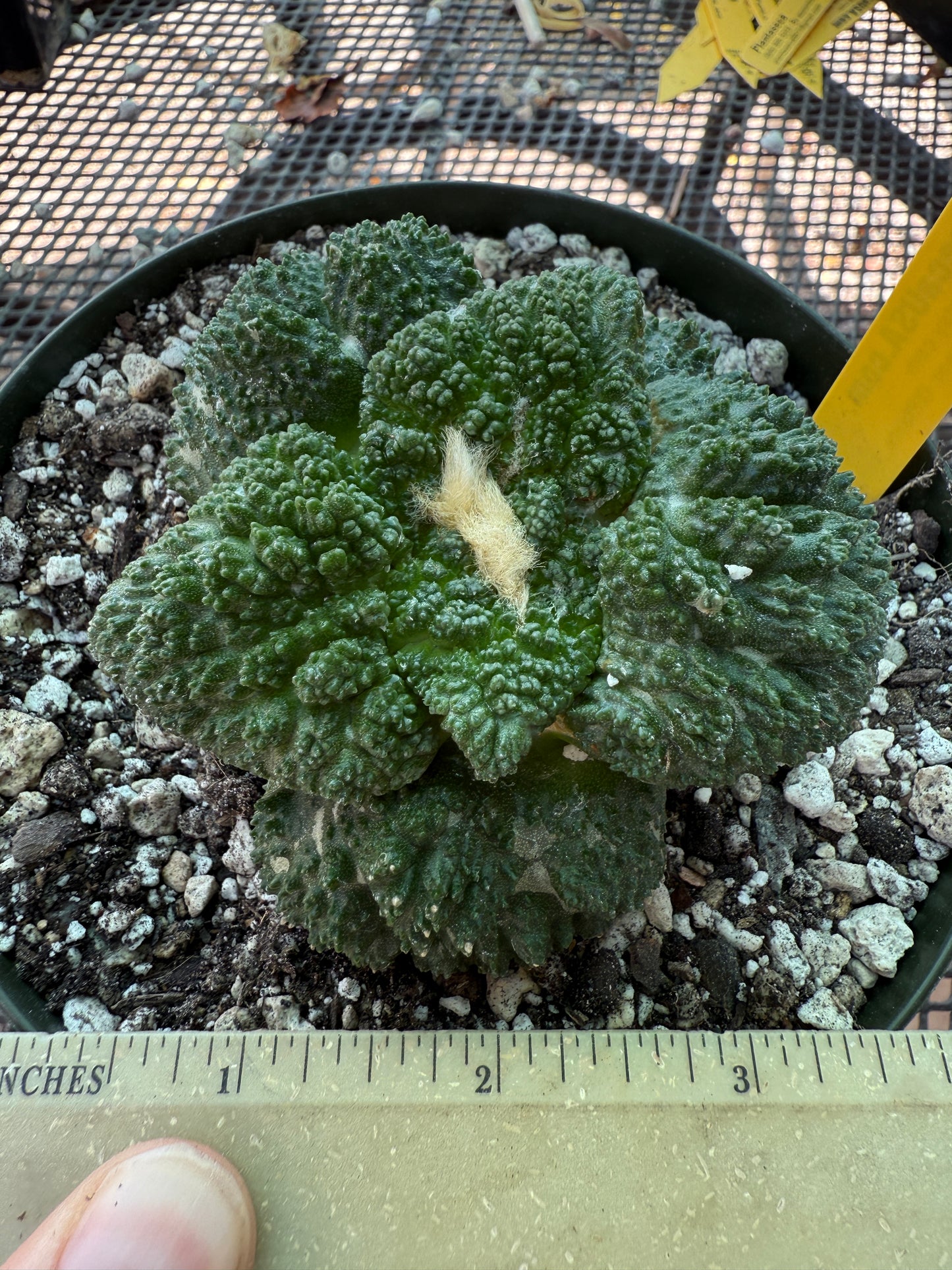 Ariocarpus Godzilla grafted on short pereskiopsis 312 very nice