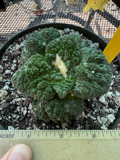Ariocarpus Godzilla grafted on short pereskiopsis 312 very nice