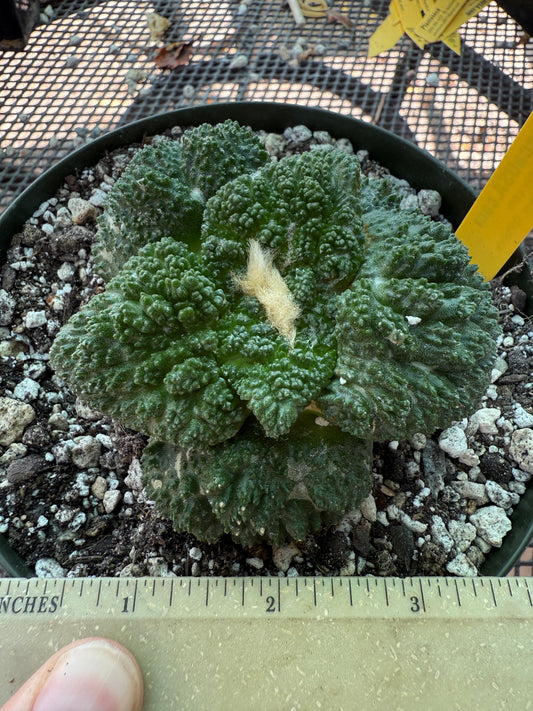 Ariocarpus Godzilla grafted on short pereskiopsis 312 very nice
