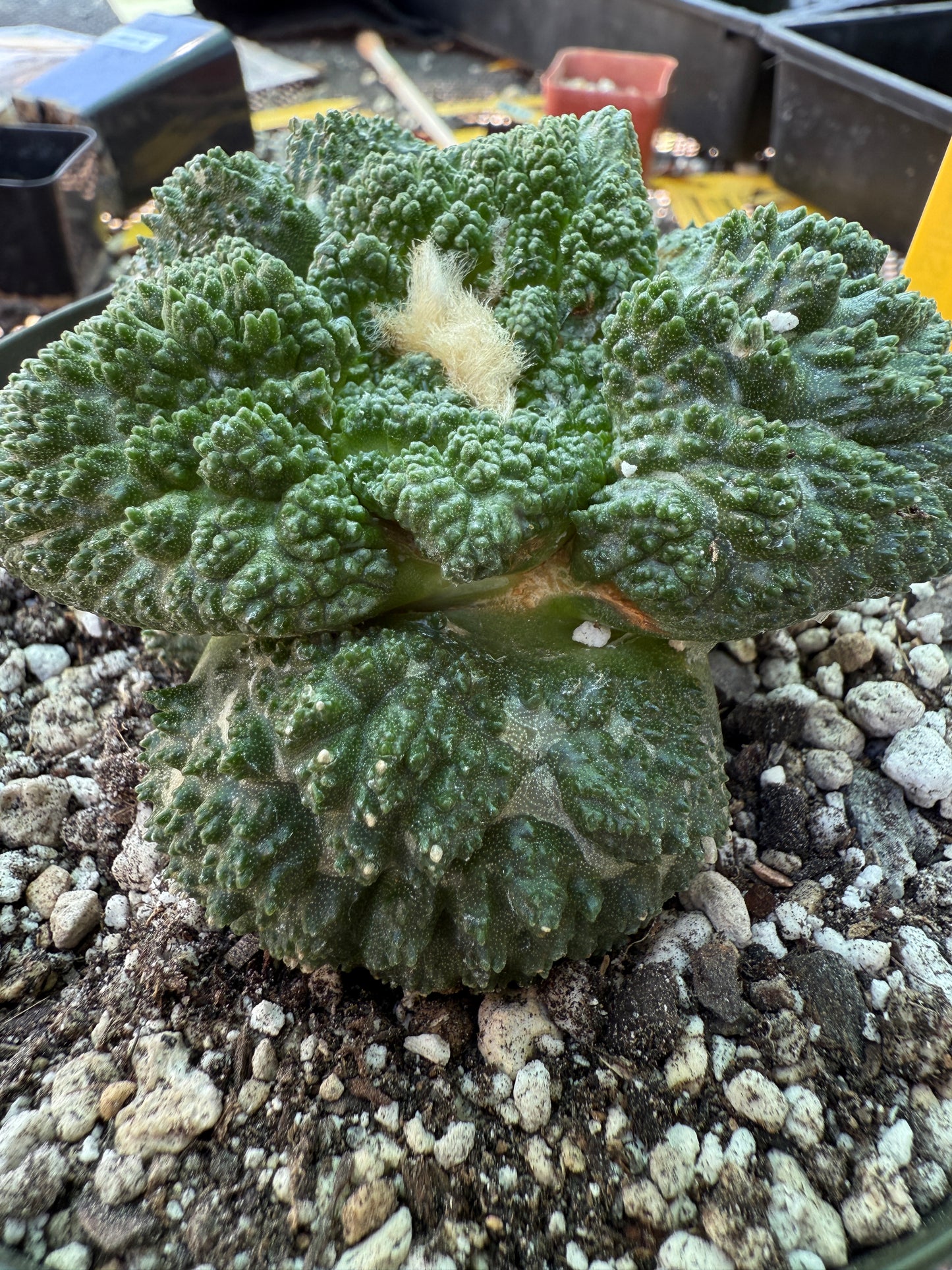 Ariocarpus Godzilla grafted on short pereskiopsis 312 very nice