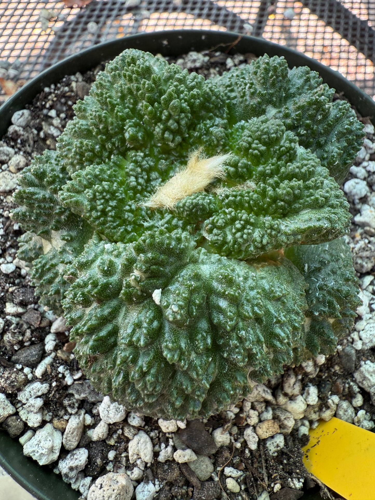 Ariocarpus Godzilla grafted on short pereskiopsis 312 very nice