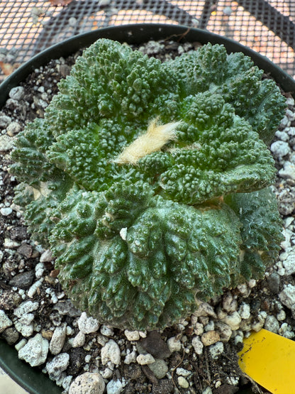 Ariocarpus Godzilla grafted on short pereskiopsis 312 very nice