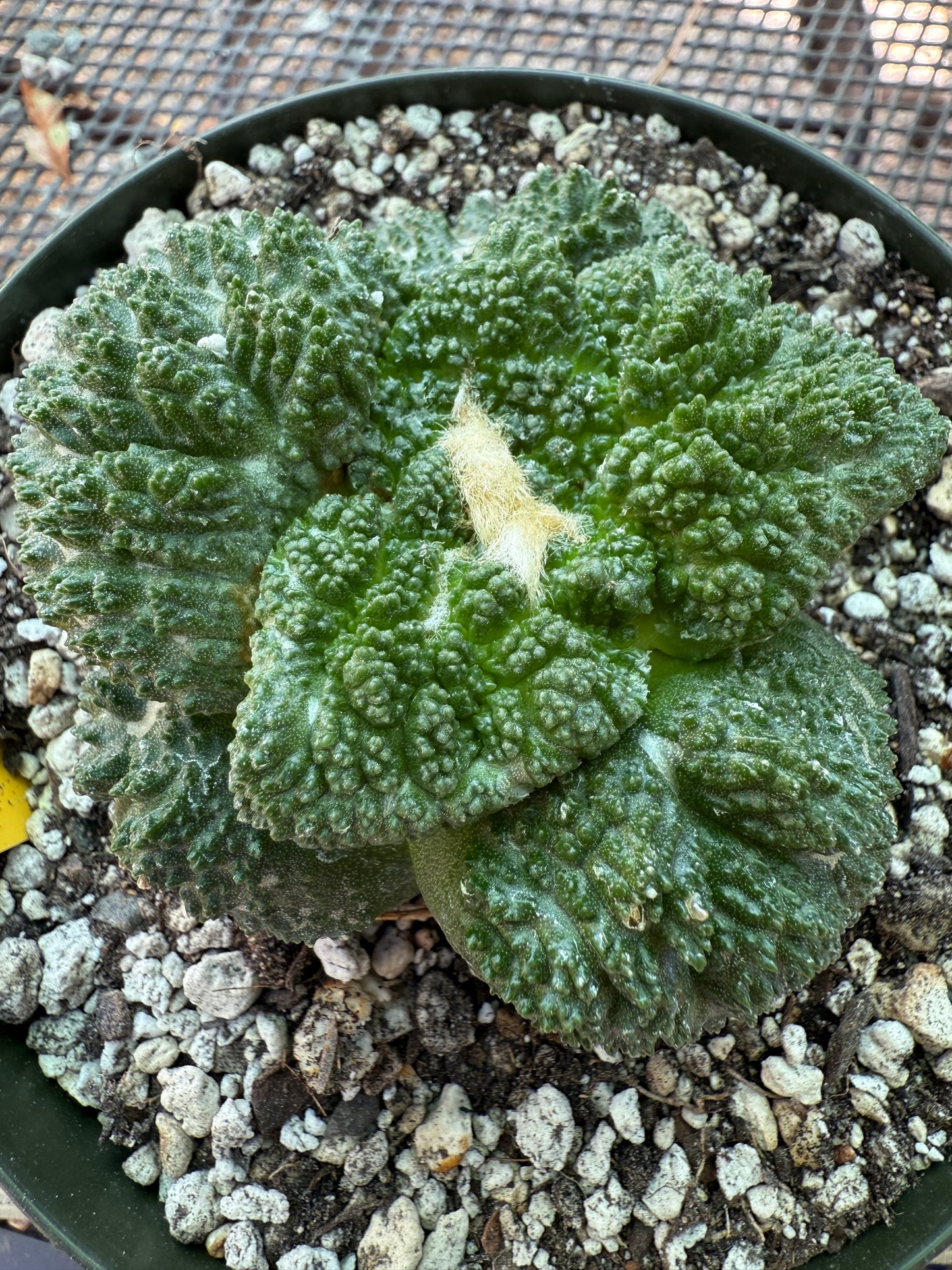 Ariocarpus Godzilla grafted on short pereskiopsis 312 very nice