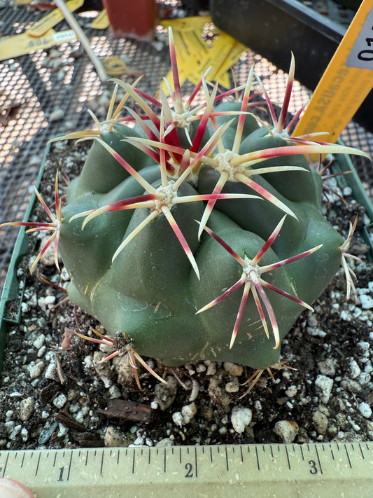 Thelocactus lloydii in 4.25 inch pot 156